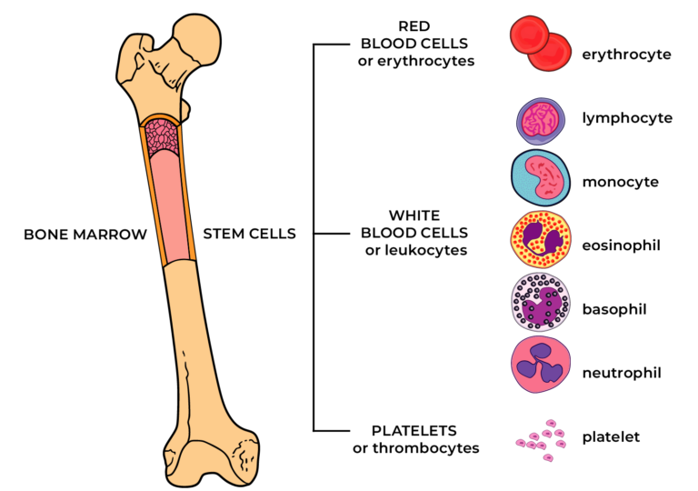 Essential thrombocythemia - Eesti Leukeemia- ja Lümfoomihaigete Liit